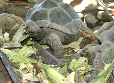Tortoises 3